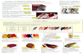 Catalogo de pesca a mosca Parte 2