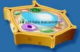 Celula Eucariota Final 1 Batx
