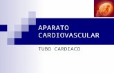 Embriología Aparato Cardiovascular