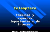 Chapter 29 Coleoptera_families
