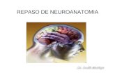 Repaso de Neuroanatomia
