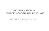 Neuroanatomia Neurofisiologia Del Lenguaje