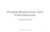 pruebas bioquímicas para enterobacterias