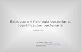 Estructura morfología identificación bacteriana