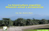 Limonicultura en La Argentina - Beatriz Stein