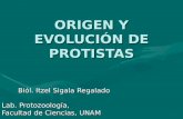 ORIGEN Y EVOLUCIÓN DE PROTISTAS