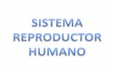 CLASE DE SISTEMA REPRODUCTOR HUMANO