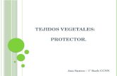 Tejidos protectores vegetales - Ana Santos
