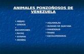 ANIMALES PONZOÑOSOS DE VENEZUELA