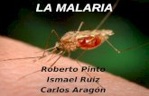 2.el pelotazo de la malaria_Pelotazoteam