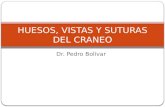 3.) Huesos del Cráneo, Vistas del Cráneo y Suturas del Cráneo - Prof. Pedro Bolívar