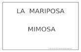 Texto y Dibujo Mariposa Mimosa