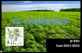 Cànnabis 3r eso