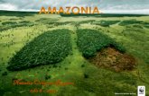 Generalidades de la Selva Amazónica - Brasil - 2014