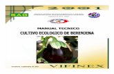 Cultivo Ecologico de La Berenjena