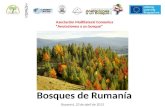 Los bosques de rumania
