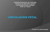 CIRCULACION FETAL(Seminario Oficial)