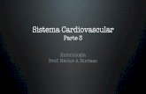 (13) Cavidades cardiacas