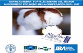 Estrategias Nacionales de desarrollo de la cadena del algodón en Colombia.