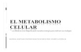 EL METABOLISMO CELULAR.pdf