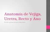 Anatomía de Vejiga, Uretra, Recto y