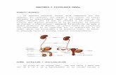 C:\Fakepath\Anatomia Y Fisiologia Renal