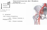 Vascularización e inervación del miembro inferior