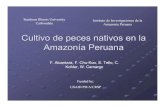 Cultivo de Peces Nativos en La Amazonia Peruana