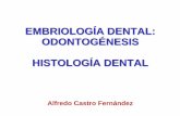 Odontogénesis e Histología dental