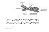 Estructura Externa Del Cromosoma Eucariotico 2006