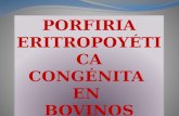 Porfiria Congenita en Bovino
