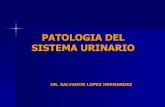 Patologia Del Sistema Urinario