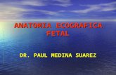 Anatomia Ecografica Fetal