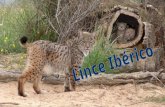 El lince ibérico (Lynx pardinus) es una especie de mamífero carnívoro de la familia Felidae, de la Península Ibérica. Actualmente sólo existen dos poblaciones: