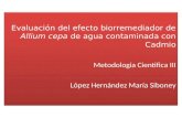 Evaluación del efecto biorremediador de Allium cepa de agua contaminada con Cadmio Metodologia Cientifica III López Hernández María Siboney Evaluación.