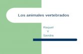 Los animales vertebrados Raquel Y Sandra. índice característicasfotoscuriosidades Mamíferos Aves Anfibios Peces Reptiles Mamíferos Aves Anfibios Peces.
