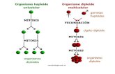 G1G1 G2G2 S Mitosis G0G0 INTERFASE: G 1 S G 2 DIVISIÓN: Mitosis y citocinesis Interfase: gran actividad metabólica y aumento del tamaño celular. Fase.