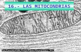 16.- LAS MITOCONDRIAS. MITOCONDRIA:VISIÓN Doble membrana. Semiautónomo. Energético (productor de ATP) Teoría endosimbiótica. Célula eucariota: Animal.