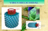 VIRUS HELICOIDAL ARN. COMPLEJO: BACTERIOFAGO Fijaci COMPLEJO: BACTERIOFAGO FAGOTERAPIA.