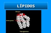 LÍPIDOS. Concepto Los lípidos son sustancias químicamente muy diversas, son biomoléculas orgánicas formadas básicamente por C, H y en porcentajes mucho.