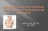 Julia Eva De La Luz RCG. Embriología Porción craneal deriva de intestino faríngeo. Porción caudal del segmento pre gástrico del intestino anterior. A.