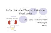 Infección del Tracto Urinario Pediatría Dra. Sara Fernández R Nefrología HNN.