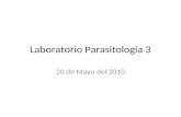 Laboratorio Parasitología 3 20 de Mayo del 2010. 1. Miocarditis toxoplásmica Fibras con taquizoitos.