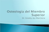 Dr. Greddy Ajú Marchena. Formado por: Escápula y clavícula HúmeroBrazo Ulna y radioAntebrazo Carpo MetacarposMano Falanges.