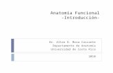 Anatomía Funcional -Introducción- Dr. Allan D. Mora Cascante Departamento de Anatomía Universidad de Costa Rica 2010.