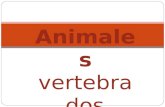 Animales vertebrados. Los vertebrados (Vertebrata, "que tiene vértebras") son un subfilo muy diverso de cordados que comprende a los animales con espina.