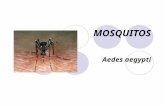 MOSQUITOS Aedes aegypti. GENERALIDADES Mosquitos PHILUM: Artrópodos CLASE: Insecta ORDEN: Díptera FAMILIA: Culicidae SUBFAMILIA: Culicinae y Anophelinae.