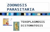 ZOONOSIS PARASITARIA TOXOPLASMOSIS DISTOMATOSIS. Es una enfermedad interna causada por parásitos del género Fasciola. ¿ A quienes afecta?