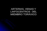 ARTERIAS, VENAS Y LINFOCENTROS DEL MIEMBRO TORÁXICO.