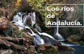 Los ríos de Andalucía.. El Guadalquivir y sus afluentes. El Guadalquivir es el río más importante de Andalucía.